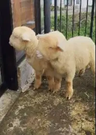 sepasang cempe anakan domba merino superan 4 bulanan shaun the sheep