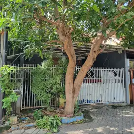 Dijual Rumah Murah dkt Wiyung di Taman Wisata Regency