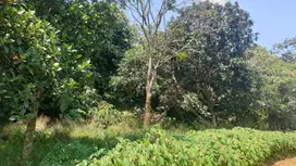 JUAL TANAH 2500 m² BONUS POHON BAMBU CIBETOK BOGOR
