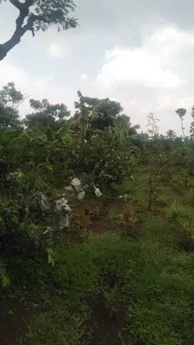 Lahan Tanah di Cibitung Nagog Bogor Jawa Barat
