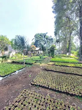 Tanah Di Depok Strategis Untuk Usaha Di Situ Sawangan Depok