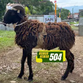 JUAL DOMBA TERBARU 2025
