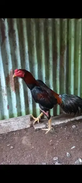 Ayam Pakhoy pukul tulang ringsek (video)