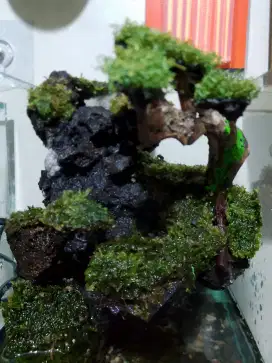 Aquarium Paludarium 1 set
