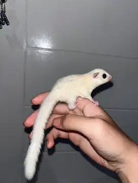 Sugar Glider Joey Leucistic Sugar Glider Joey Leucistic BONUS KKANDANG