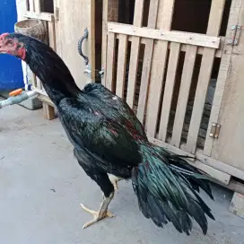 Ayam bangkok hitam muda