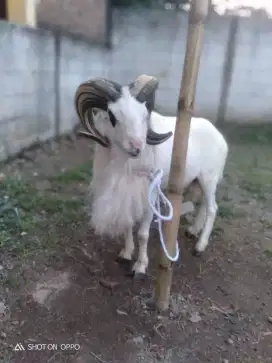 Domba Qurban Jumbo Si Arjuna