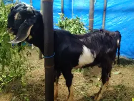Kambing Aqiqah terbaik 2025