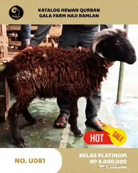 Jual Domba MURAH kualitas MEWAH