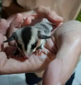 Sugar glider white face betina