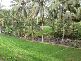 Tanah View Sawah dan Sungai dekat Villa Bali Lush dan Green Retreat