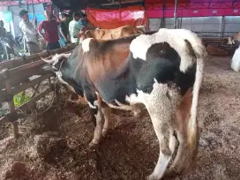 Sapi qurban 30 jt bisa beli 1/7nya