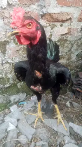 ayam bangkok Batu rante Mangon X Pakhoy