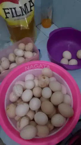 Telur ayam kampung fertil