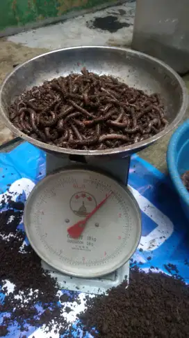 Cacing kalung kebo super