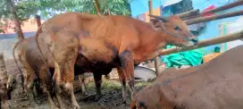 Sapi qurban sehat gemuk