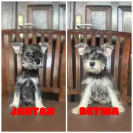 Mini Schnauzer 3bulan TERMURAH