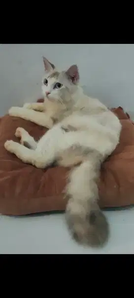 KUCING PERSIA BETINA HIMALAYA DEWASA