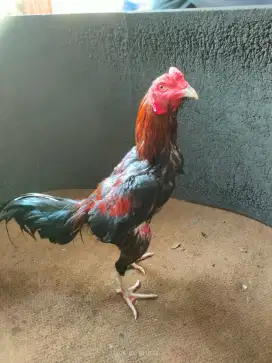 Ayam Bangkok siap Adu