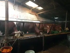 SAPI QURBAN 400KG