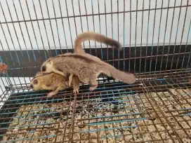 Sugar glider wf sepasang