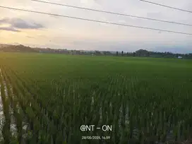 SAWAH PINGGIR JALAN RAYA MAOS AKSES BUS EFISIENSI JUAL CEPAT