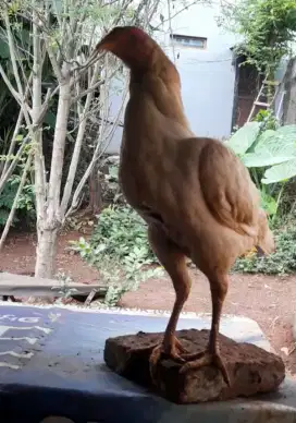 Ayam bangkok pluker