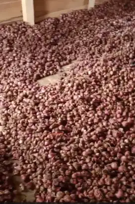 Bawang merah 1kg 25rb