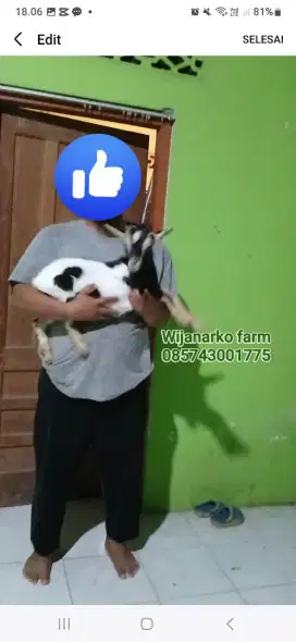 Kambing pygmii pure