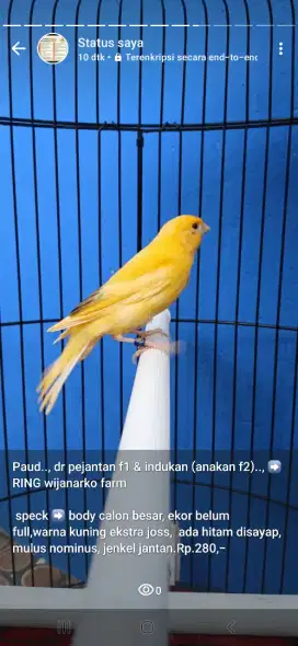 Burung kenari afs jantan