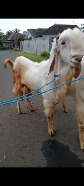 Kambing Qurban Kambing Super