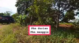 Jual tanah kebun durian,manggis alfukat dll lokasi Jasinga Bogor