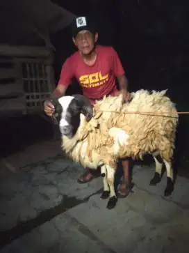 domba/gibas jantan siap qurban