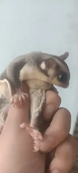 Sugar glider classic grey