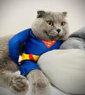 JASA PACAK BSH SCOTTISH FOLD LINE IMPORT RUSIA