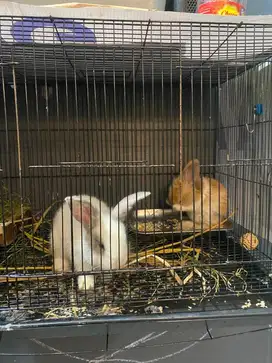 Kelinci 1 pasang