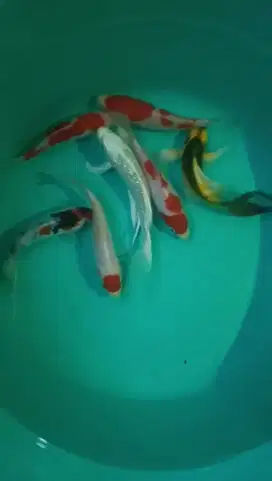 Dijual paket ikan koi 7 ekor size-+10-12cm