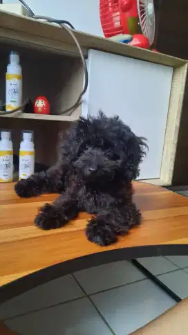 Black Tiny Poodle