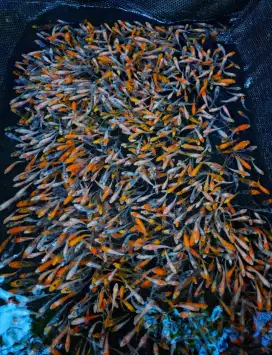 Jual paket ikan koi 52 ekor size-+3-5cm