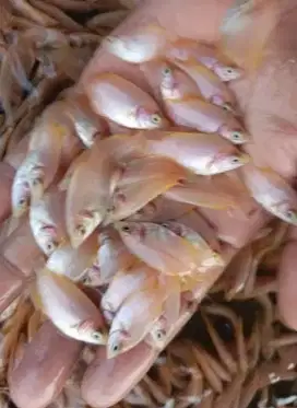 Dijual bibit gurame albino size-+3-5