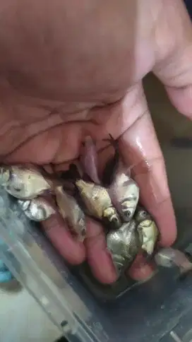 Ikan koki oranda 25 ekor
