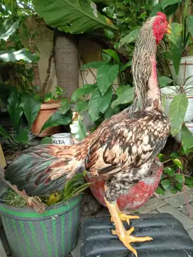Ayam Bulbi ukuran jumbo