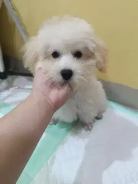 Jual Tiny Apricot Poodle Jantan
