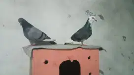 Di jual Burung sepasang merpati