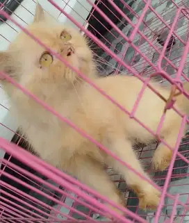 KUCING DEWASA BIRAHI
JANTAN DAN BETINA