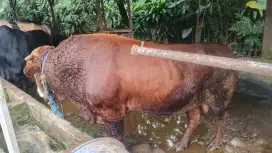 perternakan Sapi