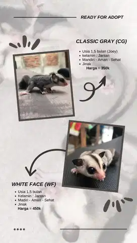 Sugar Glider Jinak Joey (Anakan)
