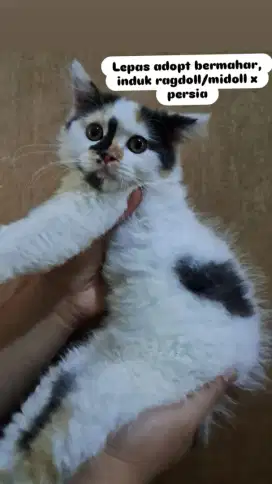 Ragdoll mix persia