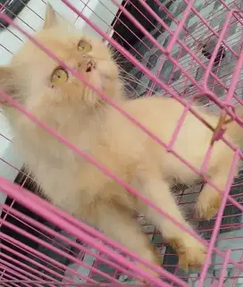 KUCING DEWASA PEJANTAN INDUKAN BEKASI UTARA