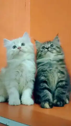 Duo betina gembul keduanya betian 2,5bulan bodi sangat boneka